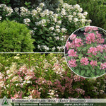 Hydrangea paniculata 'Bulk' (Early Sensation) + Panicle Hydrangea