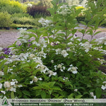 Hydrangea paniculata 'Dolprim' (Prim'White) + Panicle Hydrangea