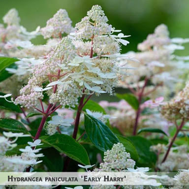 Hydrangea paniculata 'Early Harry' + Skarainā hortenzija