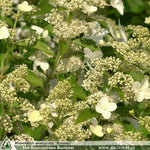 Hydrangea paniculata 'Kyushu' + Skarainā hortenzija