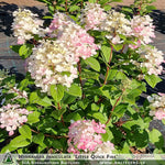 Hydrangea paniculata 'Little Quick Fire' + Skarainā hortenzija