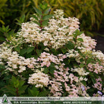 Hydrangea paniculata 'Polestar' + Skarainā hortenzija
