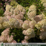 Hydrangea paniculata 'Ren101' (Diamantino) + Skarainā hortenzija