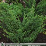 Juniperus chinensis 'Blaauw' + Ķīnas kadiķis