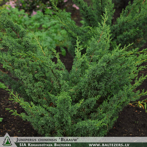 Juniperus chinensis 'Blaauw' + Chinese Juniper