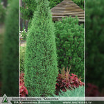 Juniperus communis 'Cracovica' + Parastais kadiķis