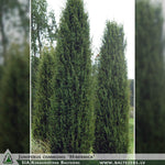 Juniperus communis 'Hibernica' + Parastais kadiķis