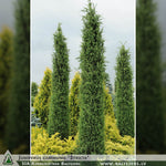 Juniperus communis 'Stricta' + Common Juniper