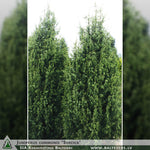 Juniperus communis 'Suecica' + Parastais kadiķis