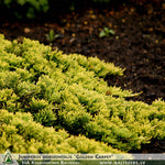 Juniperus horizontalis 'Golden Carpet' + Creeping Juniper