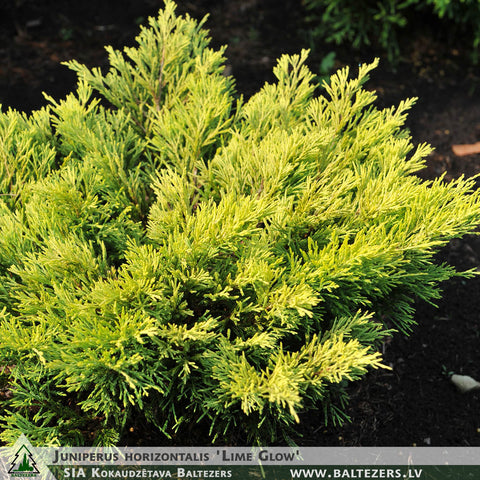 Juniperus horizontalis 'Lime Glow' + Creeping Juniper