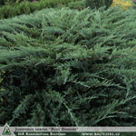 Juniperus sabina 'Blue Danube' + Kazaku kadiķis