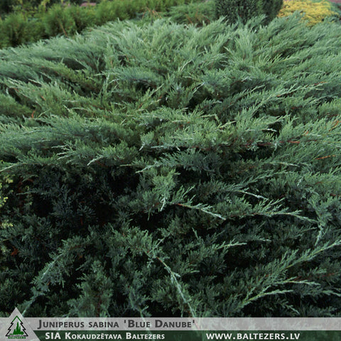 Juniperus sabina 'Blue Danube' + Kazaku kadiķis