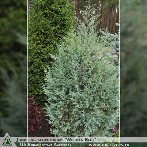 Juniperus scopulorum 'Wichita Blue' + Klinškalnu kadiķis