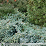 Juniperus squamata 'Blue Carpet' + Flaky Juniper
