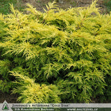 Juniperus x pfitzeriana 'Gold Star' + Можжевелъник