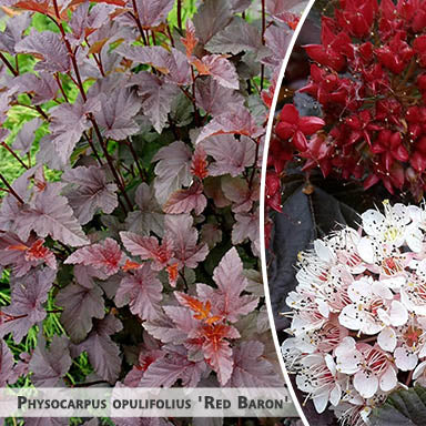 Physocarpus opulifolius 'Red Baron' + Irbeņlapu fizokarps