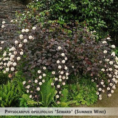 Physocarpus opulifolius 'Seward' (Summer Wine) + Пузыреплодник калинолистный