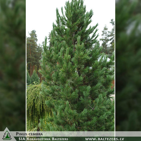 Pinus cembra + Swiss Stone Pine, Arolla Pine
