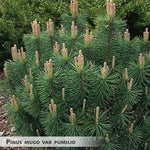 Pinus mugo var pumilio + Mountain Pine