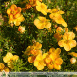 Potentilla fruticosa 'Hachdon' (Bella Sol) + Dasiphora fruticosa (Shrubby Cinquefoil)