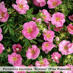 Potentilla fruticosa 'Kupinpa' (Pink Paradise) + Parastā čuža, klinšrozīte