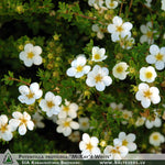 Potentilla fruticosa 'McKay's White' + Dasiphora fruticosa (Shrubby Cinquefoil)