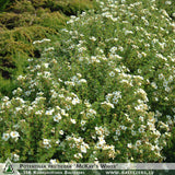 Potentilla fruticosa 'McKay's White' + Parastā čuža, klinšrozīte