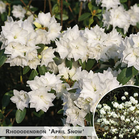 Rhododendron 'April Snow' + Rododendrs