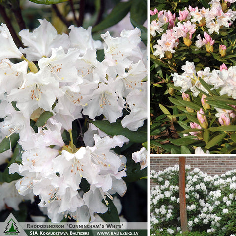 Rhododendron 'Cunningham's White' + Rododendrs