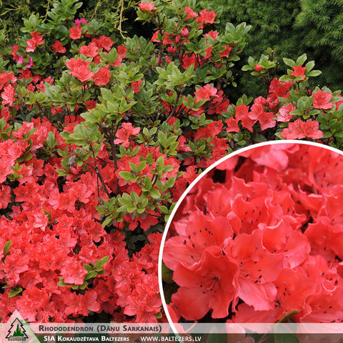 Rhododendron (Dāņu Sarkanais) + Rhododendron