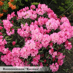 Rhododendron 'Kalinka' + Rhododendron