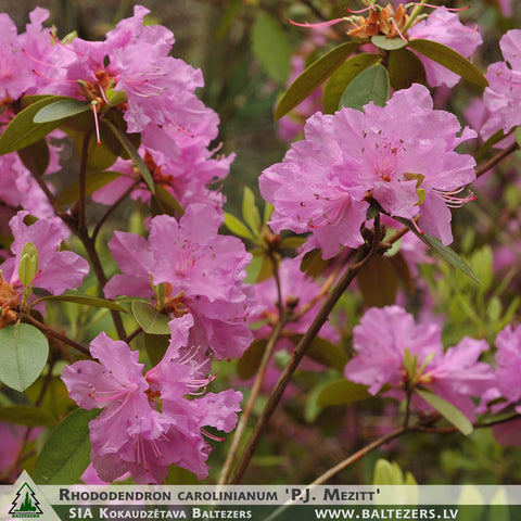 Rhododendron carolinianum 'P.J. Mezitt' + Carolina Rhododendron