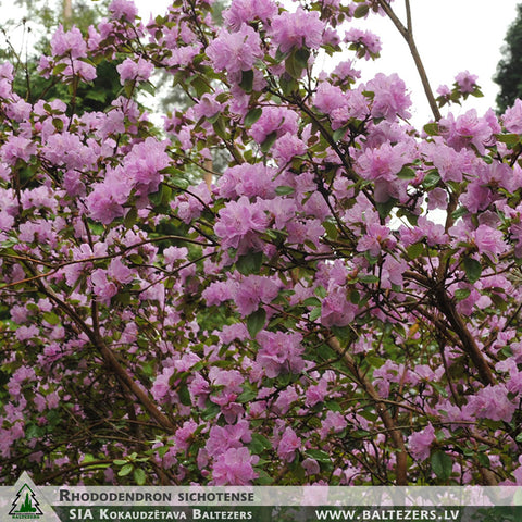 Rhododendron sichotense + Rhododendron (Sichotense)