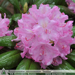 Rhododendron yakushimanum 'Ingrīda' + Рододендрон якушиманский