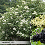 Sambucus nigra + Бузина чёрная