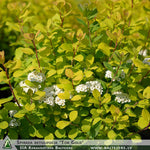 Spiraea betulifolia 'Tor Gold' + Birchleaf Spirea