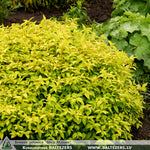 Spiraea japonica 'Gold Mound' + Japanese Spirea