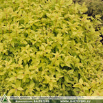 Spiraea japonica 'Lisp' (Golden Princess) + Таволга (Спирея) японская
