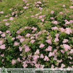 Spiraea japonica 'Little Princess' + Таволга (Спирея) японская