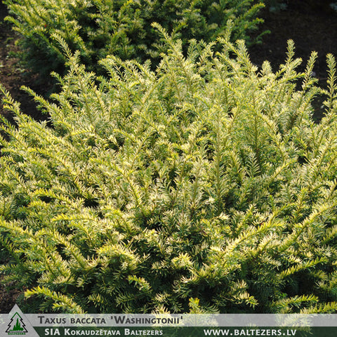 Taxus baccata 'Washingtonii' + Common Yew, English Yew